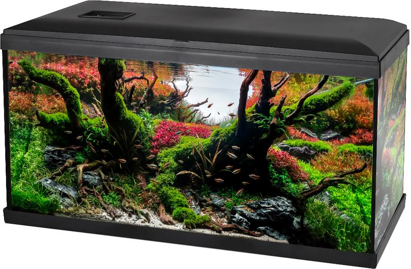 Dobór ryb do akwarium