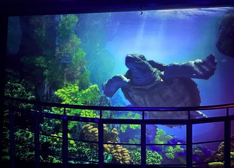 Odkryj fascynujące życie morskie w Oceanarium Sopot – edukacja dla każdego!