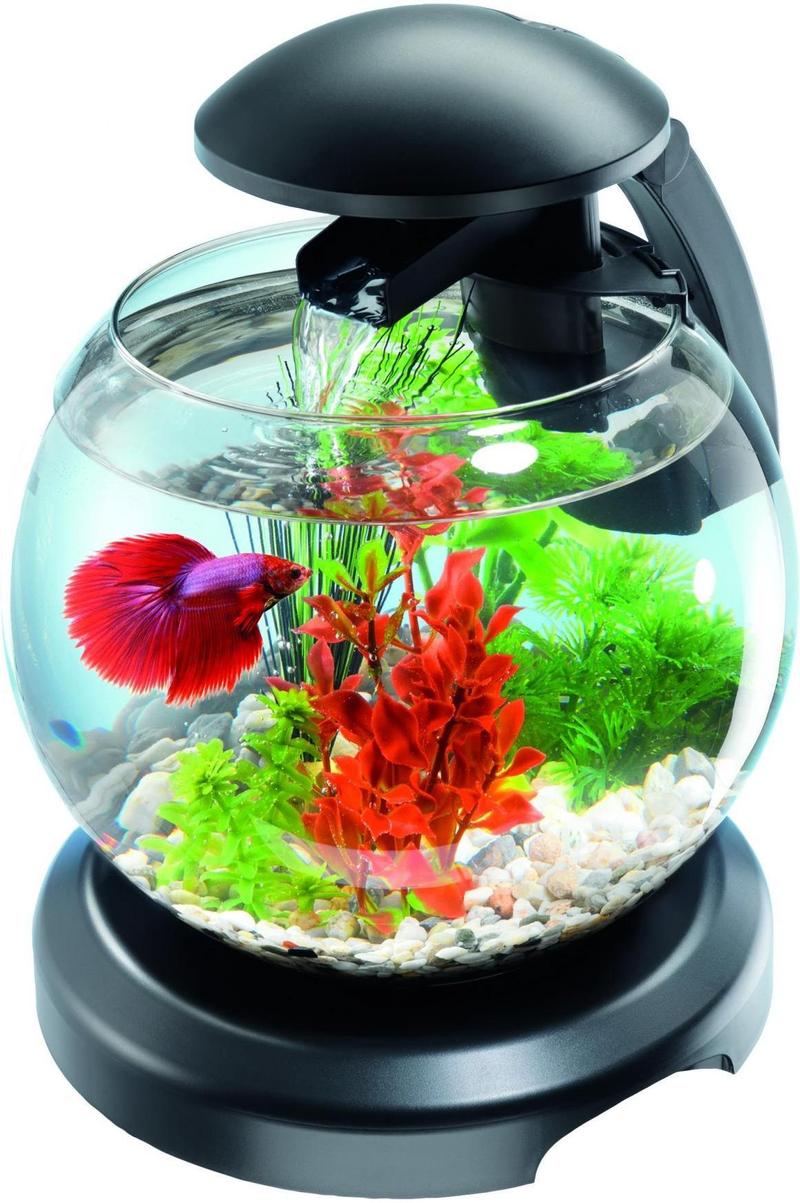 Akwarium dla bojownika