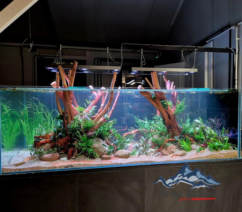 Akwarium dla skalarów