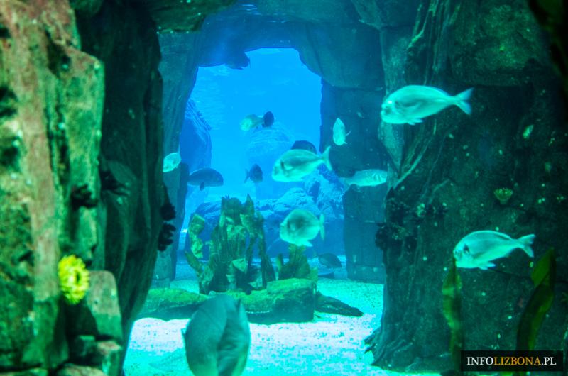 Atrakcje i architektura oceanarium