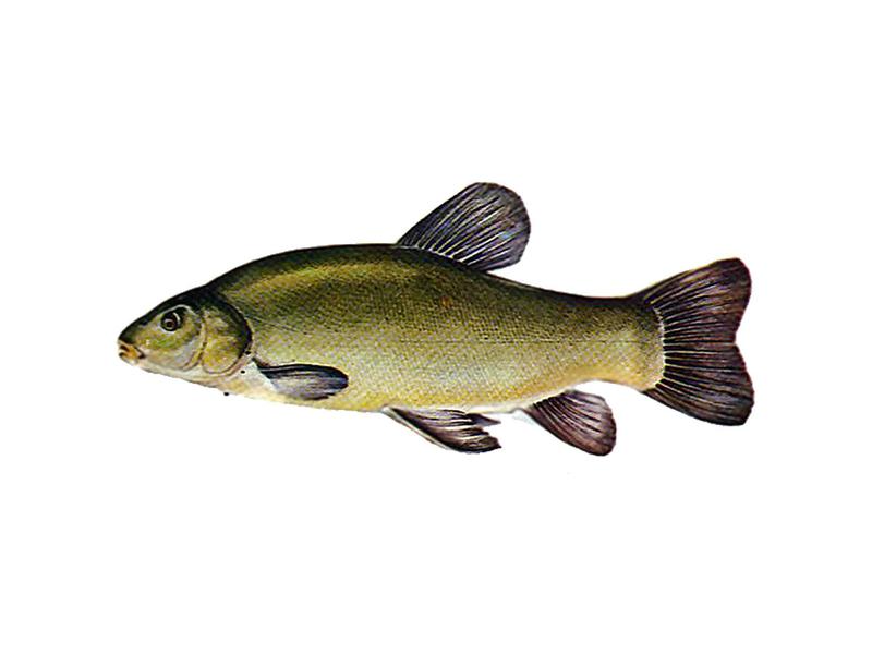 Biologia i adaptacje lina