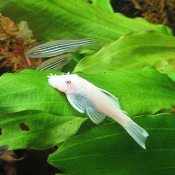 Czynniki sukcesu rozmnażania glonojadów