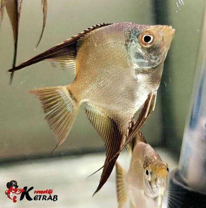 Definicja i właściwości skalara