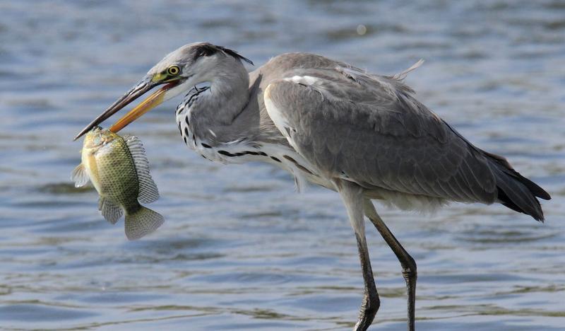 Dieta czapli i zaskakujące przysmaki