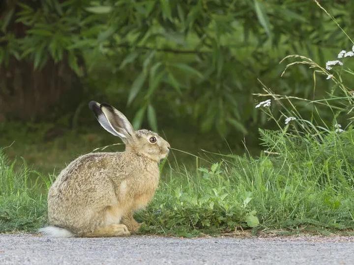 Dieta i pokarm zająca