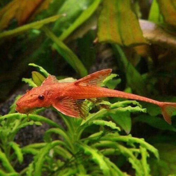 Długowieczność glonojadów