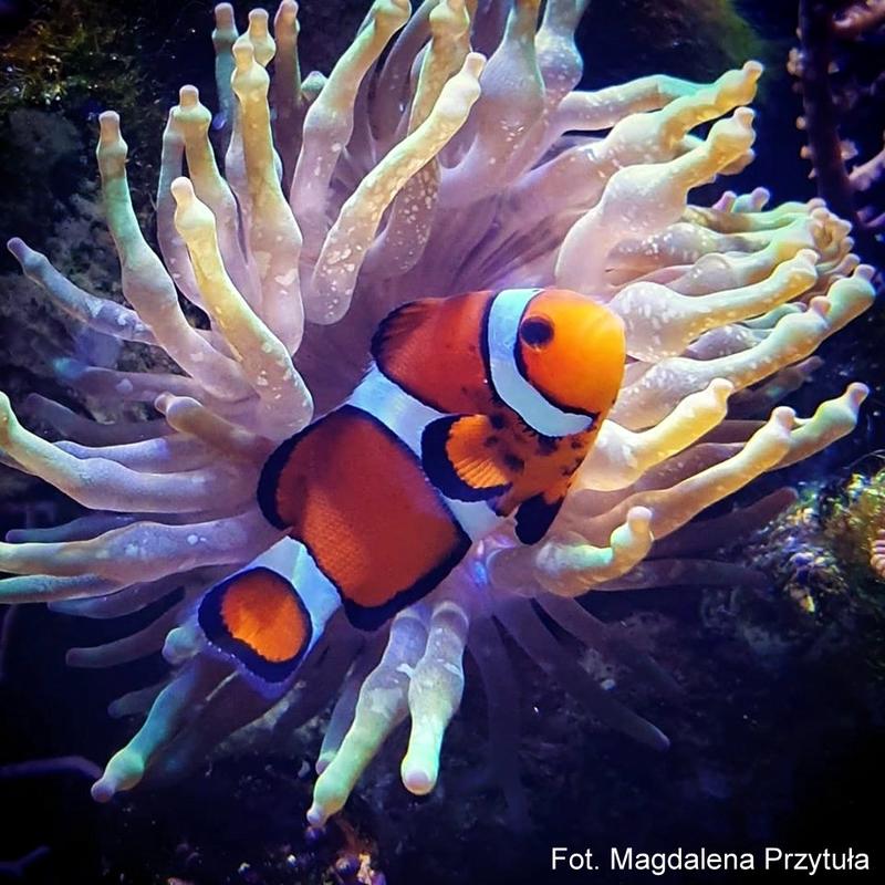 Dobór liczby ryb w akwarium 112l