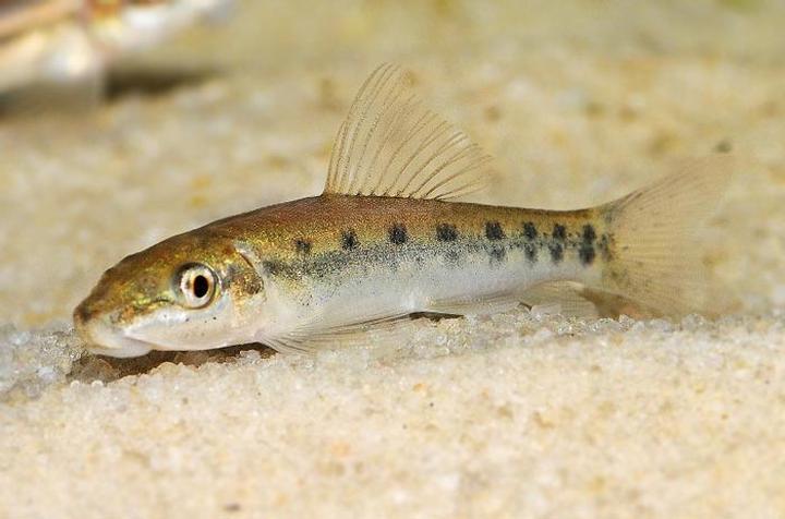 Jak długo żyją glonojady