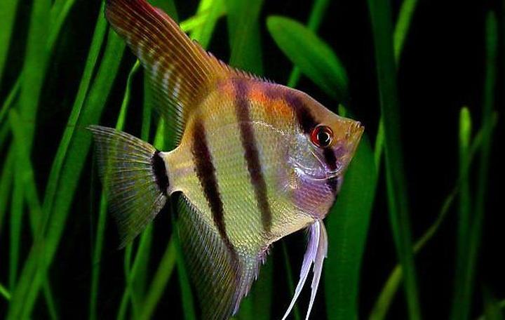 Jakość wody w akwarium a karmienie