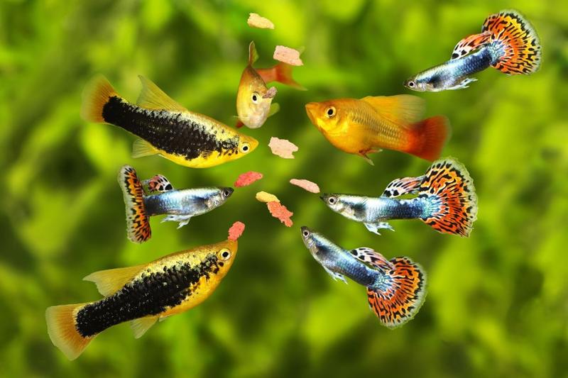 Kompatybilność ryb akwariowych