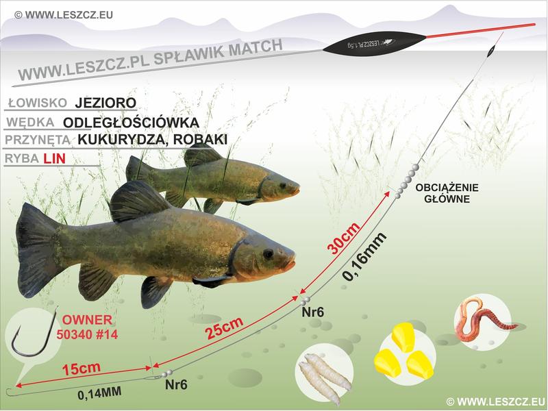 Lin ryba słodkowodna