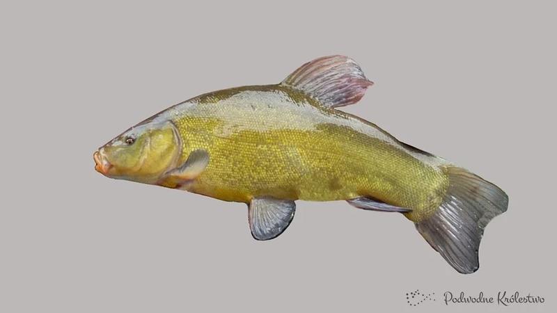 Łowiska w Polsce lin