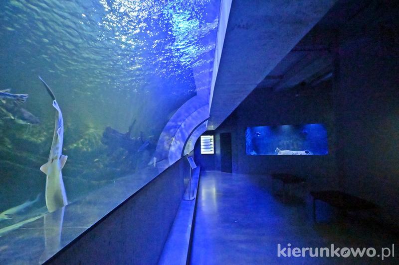 Morskie stworzenia niezwykłe gatunki