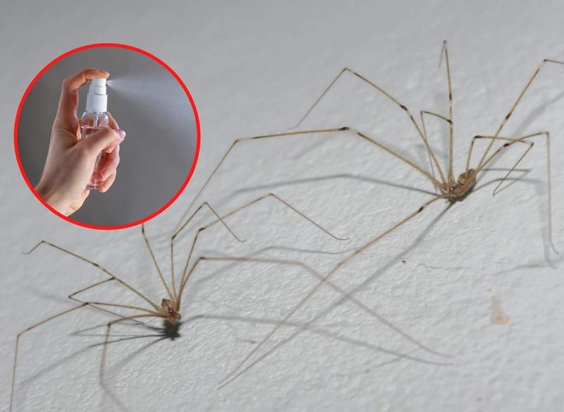 Naturalna kontrola szkodników