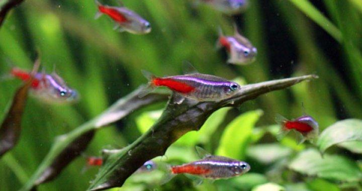 Neonki w akwarium