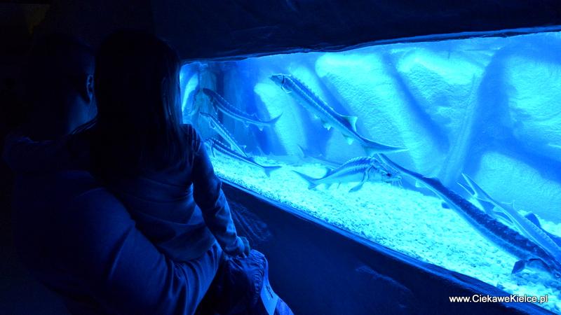 Oceanarium w Kielcach atrakcje