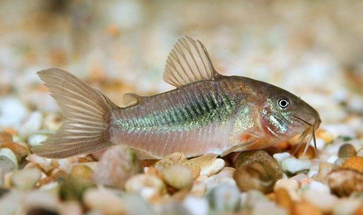 Odpowiednie środowisko dla kirysków