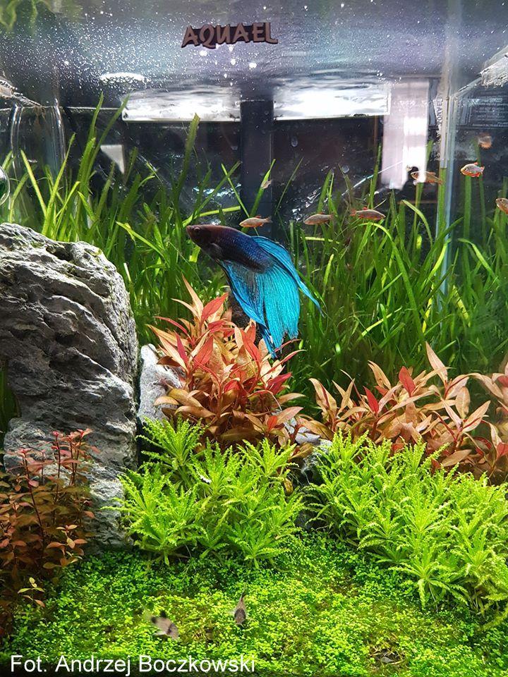 Parametry wody dla bojownika