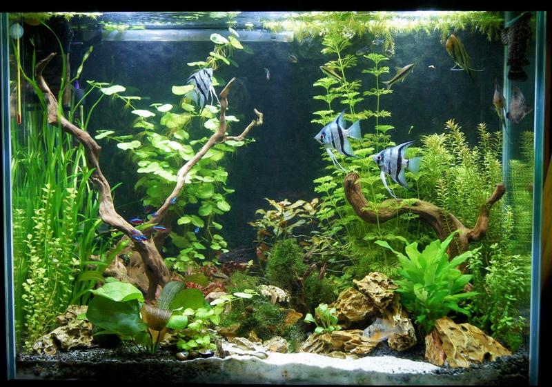 Parametry wody dla skalarów