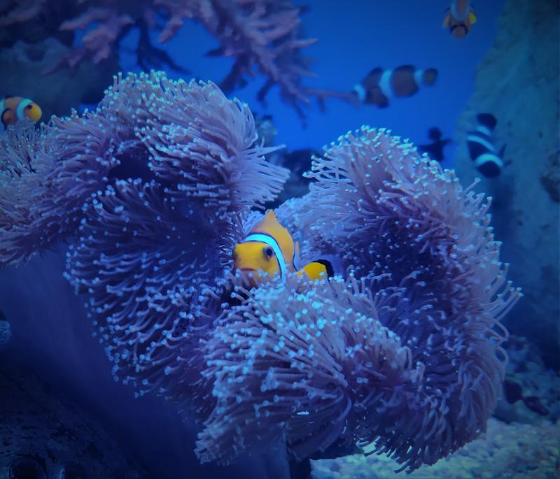 Podwodny świat i magia oceanarium