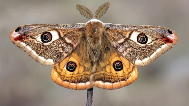 Rola ćmy w ekosystemie