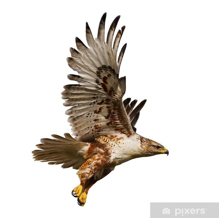 Rola jastrzębia w ekosystemie