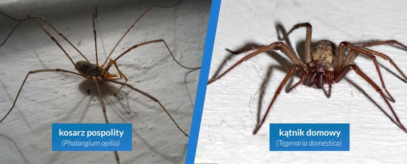 Rola pająków w ekosystemie domowym