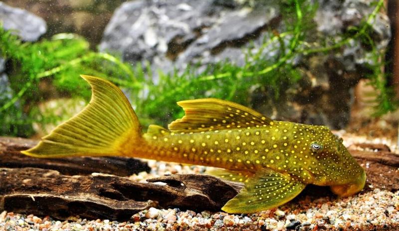 Rozmnażanie glonojadów w akwarium