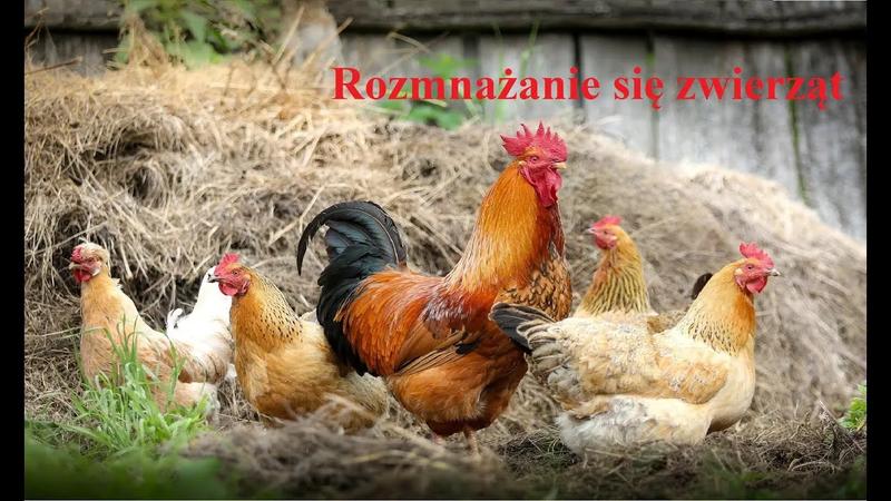 Rozmnażanie kur