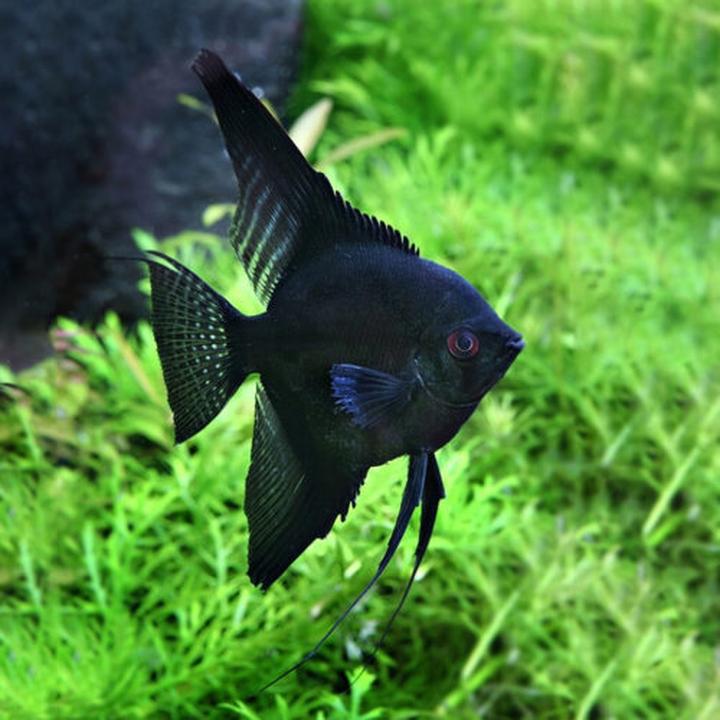 Rozmnażanie skalarów krok po kroku