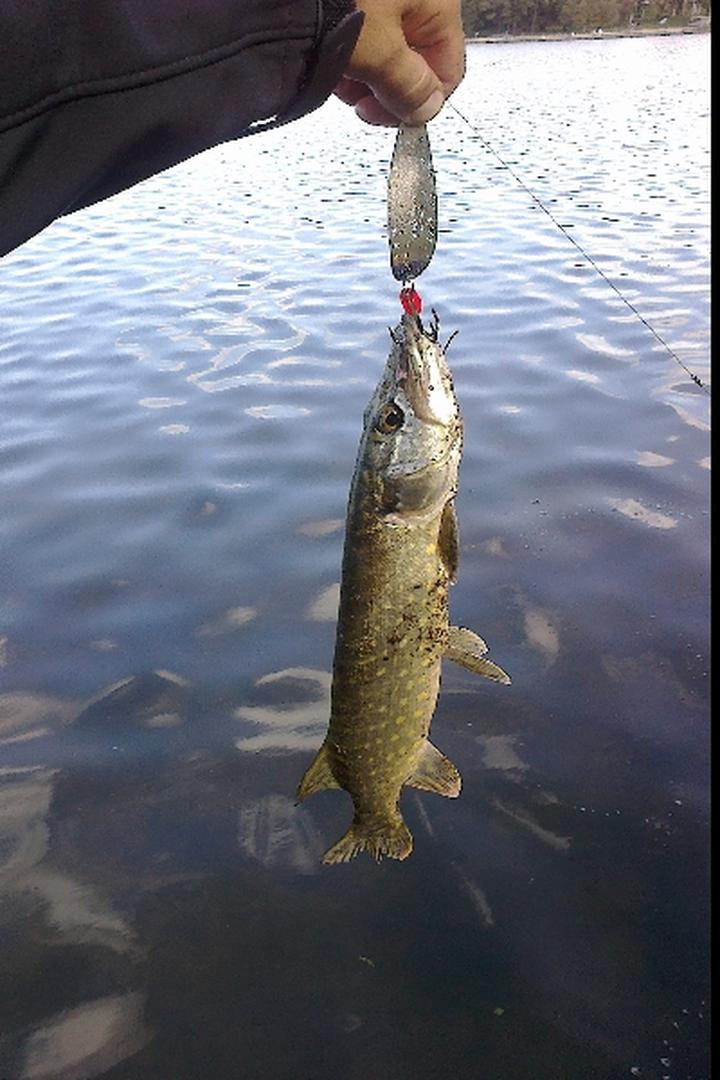 Sezonowość łowienia szczupaka