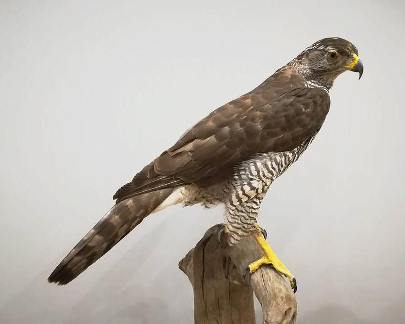 Techniki polowania jastrzębia