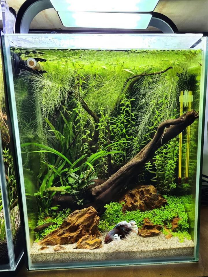 Towarzystwo w akwarium bojownika