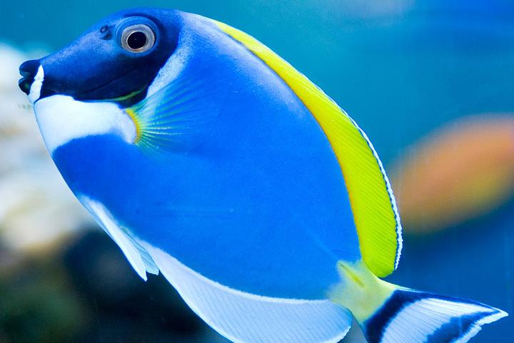 Wpływ gatunku na liczebność ryb