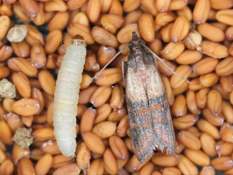 Zapobieganie molom w kuchni