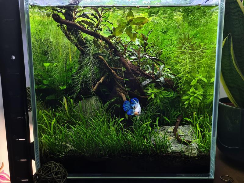 Akwarium dla bojownika: kluczowe wskazówki, jak uniknąć najczęstszych błędów