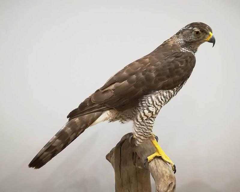 Jastrząb w akcji: co kryje się w jego diecie i jak poluje na ofiary?