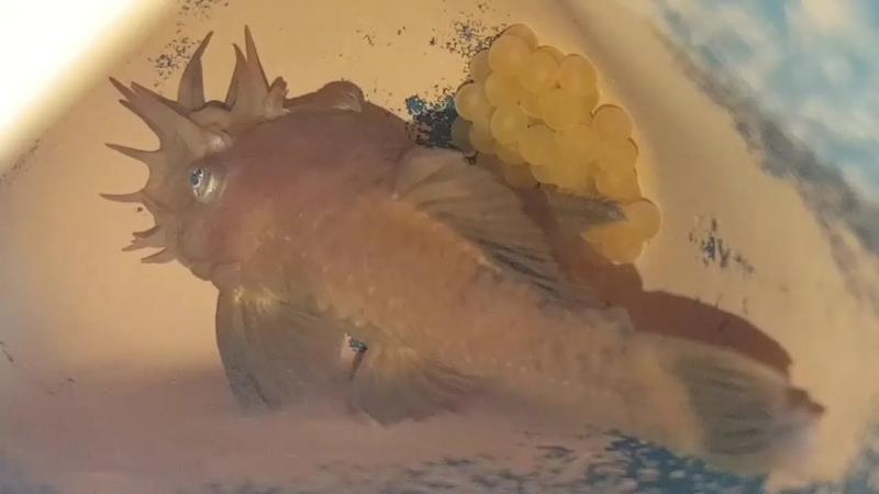 Magiczne chwile – jak rozpoznać glonojada w ciąży i jakie zmiany w zachowaniu mogą zaskoczyć właściciela?