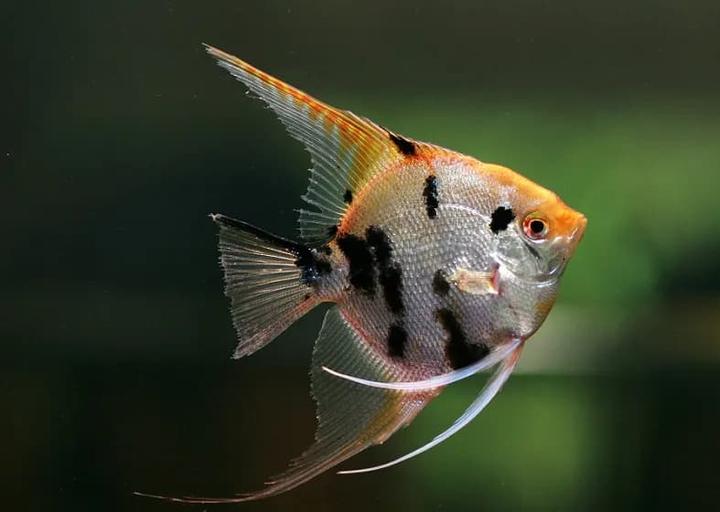 Odkryj, co jedzą skalary: najlepsze pokarmy dla zdrowych ryb akwariowych