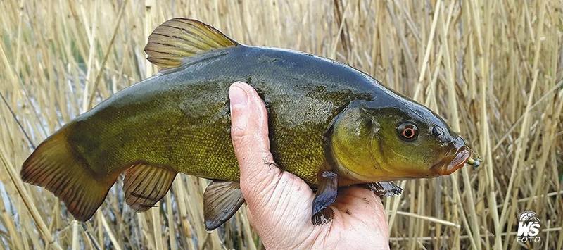 Odkryj fascynujący świat lina: ciekawe cechy tej niezwykłej ryby