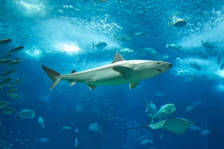 Odkryj fascynujący świat ryb w Oceanarium Ustka – niezapomniane wrażenia czekają!