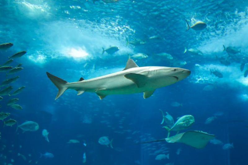 Odkryj fascynujący świat ryb w Oceanarium Ustka – niezapomniane wrażenia czekają!