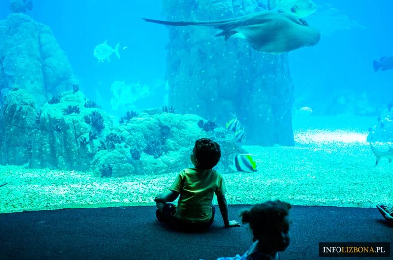 Odkryj niezwykłe atrakcje oceanarium w Lizbonie – wszystko, co musisz wiedzieć!