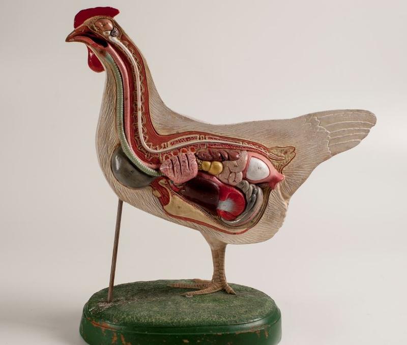 Odkryj zaskakujące fakty o tym, jak kury się rozmnażają