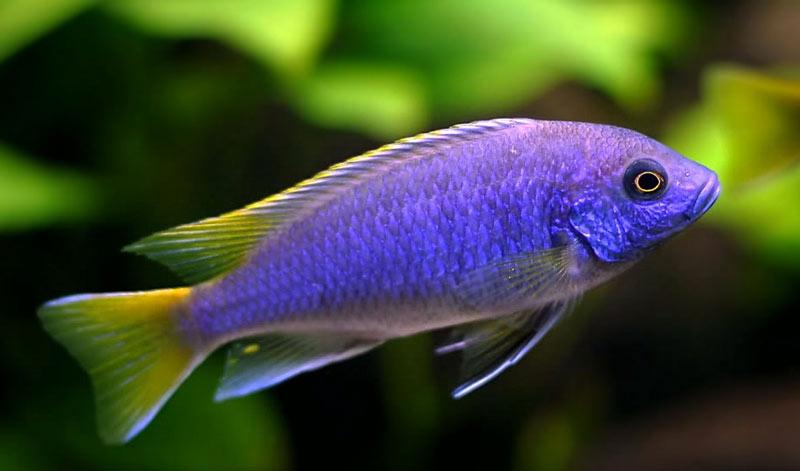 Ryby do akwarium z pyszczakami – odkryj doskonałe towarzystwa dla Twoich podopiecznych!