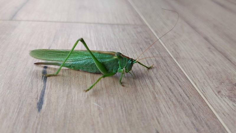 Smaki łąk – czym żywi się konik polny? Odkryj tajemnice diety tych fascynujących owadów!
