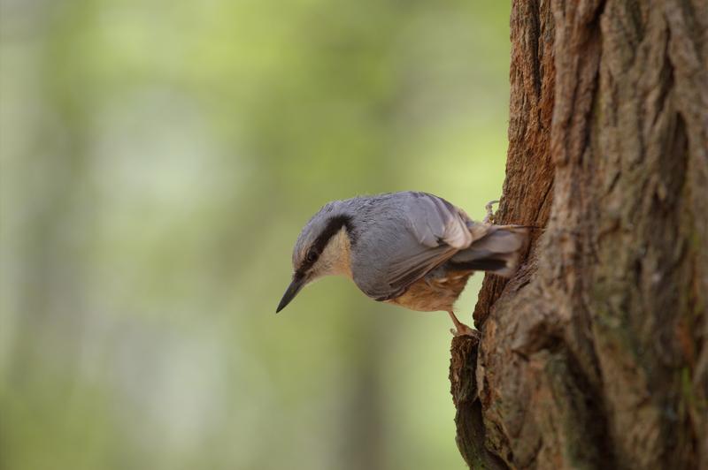 Tajemnice cyklu lęgowego ptaków – jak się rozmnażają i co warto o tym wiedzieć?