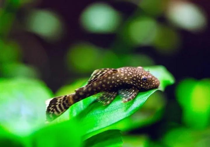 Tajemnice długowieczności glonojadów: jak długo żyją te fascynujące ryby?