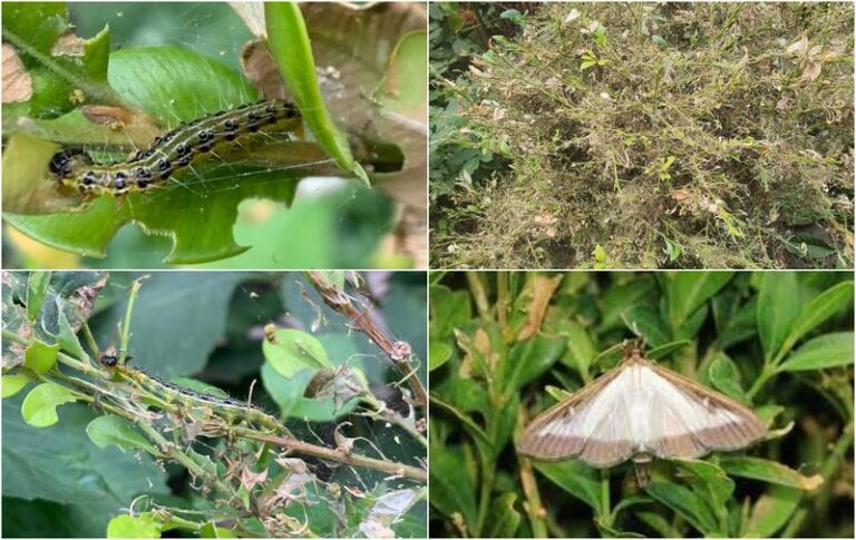 Zaskakujące fakty o cyklu życia ćmy i jej tajemniczym rozmnażaniu